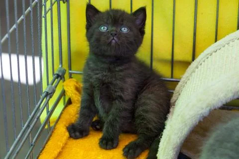 Small black kitten. Stock Photos