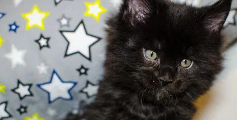 Small black kitten Stock Photos
