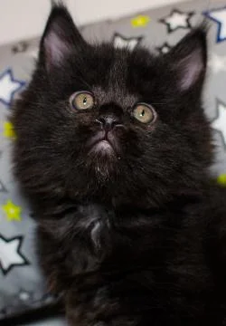 Small black  kitten Stock Photos
