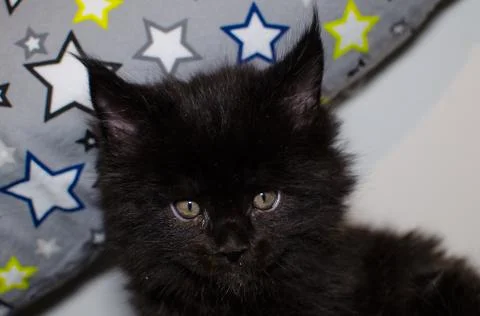 Small black kitten Stock Photos