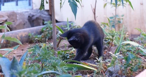 Small black kitten is playing on a flower bed Stock Footage 220509639