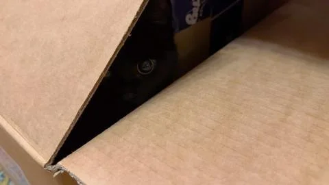 Small black kitten sits inside a cardboard box, carefully peeking over the .. Stock Photos