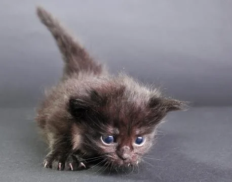 Small black kitten walking Stock Photos