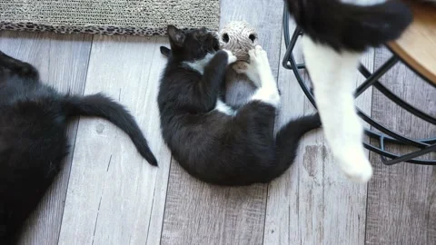 Small black kitty playing lying on a floor among other cats Stock Footage 203451944