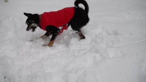A small black mixed-breed dog joyfully running and playing in fresh winter snow Video stock 321815287