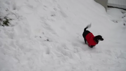 A small black mixed-breed dog joyfully running and playing in fresh winter snow Stock Footage 321815294