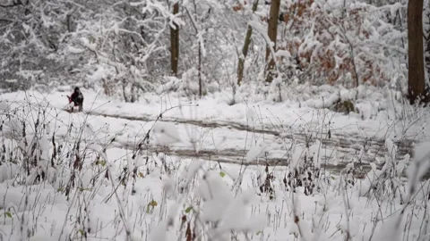 A small black mixed-breed dog joyfully running and playing in fresh winter snow Stock Footage 321815318