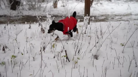 A small black mixed-breed dog joyfully running and playing in fresh winter snow Stock Footage 321815319