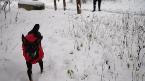 A small black mixed-breed dog joyfully running and playing in fresh winter snow Stock Footage 321815366