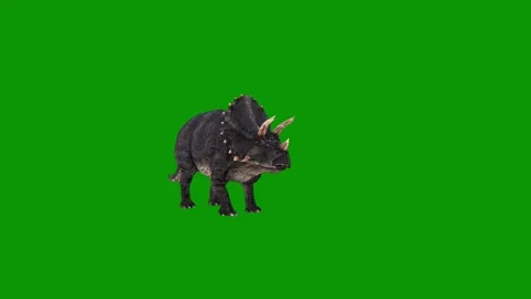 Small black pig green screen bat boar dog animated chromakey backgroundlayers Stock Footage 314067162