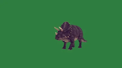 A small black pig on green screen and bat white boar dog motion design Stock Footage 337341750