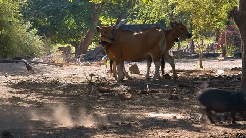 Small black pig running in front of cows, rural life 動画素材 81588726