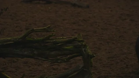 Small black pigs running in twilight Stock Footage 43747469