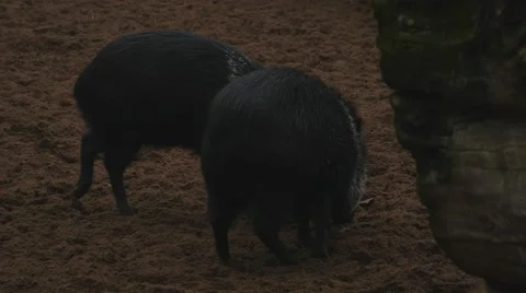 Small black pigs walking in twilight Stock Footage 43747519
