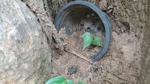 Small black planted pot in the middle of tree Stock Footage 315031890