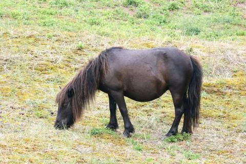 A small black pony Stock Photos