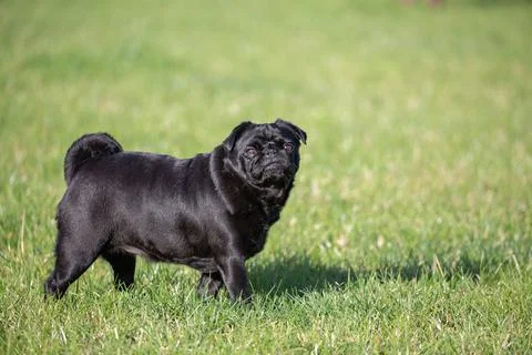 Small black pug in the grass looking up at the camera Stock Photos