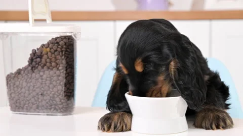 Small black puppy eats from a plate in a light room. Cocker spaniel 2 months old Stock Footage 168147384