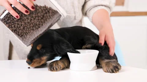 Small black puppy eats from a plate in a light room. Cocker spaniel 2 months old Stock Footage 168283795