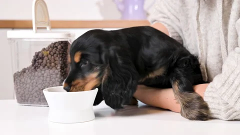 Small black puppy eats from a plate in a light room. Cocker spaniel 2 months old 库存影片 168624494