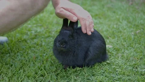 Small black rabbit caressed by human hand. Stock Footage 204089058