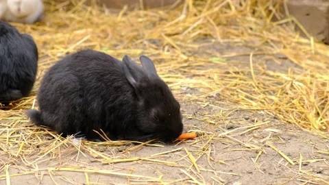 A small black rabbit eats carrots on a farm. Stock Footage 233659846
