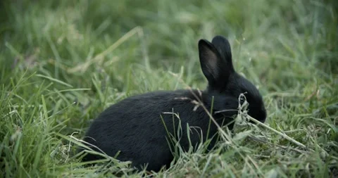 A small black rabbit eats in the grass in a meadow. Stock Footage 158581122