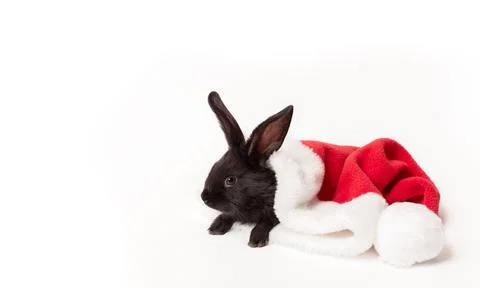 Small black rabbit lays in red Santa Claus hat isolated on a white background Stock Photos