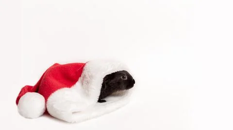 Small black rabbit lays in red Santa Claus hat isolated on a white background Stock Photos