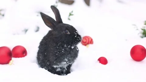 Small black rabbit outside on the snow with red Christmas balls around it. 4K Video stock 227752602