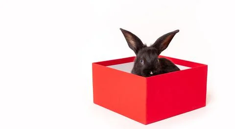 Small black rabbit sits in a red gift box isolated on a white background. Har Stock Photos