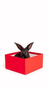 Small black rabbit sits in a red gift box isolated on a white background. Har Stock Photos