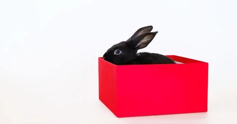 Small black rabbit sits in a red gift box isolated on a white background. Har Stock Photos