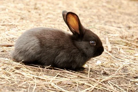 A small black rabbit sits on straw in the sun Stock Photos