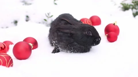 Small black rabbit sitting in snow with red Christmas balls around it. 4K Stock Footage 226422089