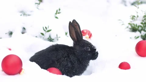 Small black rabbit sitting in snow with red Christmas balls around it. 4K Stock Footage 227302297