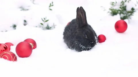 Small black rabbit sitting in snow with red Christmas balls around it. 4K Stock Footage 227496601