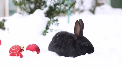 Small black rabbit sitting in snow with red Christmas balls around it. 4K Stock Footage 248237197