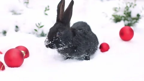 Small black rabbit on the snow with red Christmas balls around it. 4K Stock Footage 249681440
