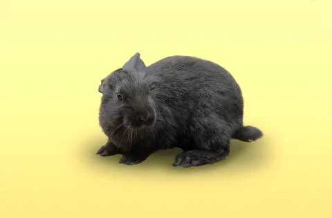 A small black rabbit on a yellow background. layout with copy space Stock Photos