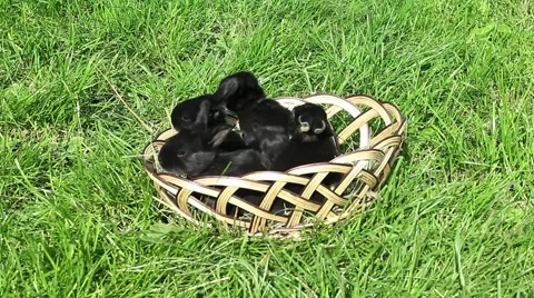 Small black rabbits running away from a wicker basket 動画素材 68809392