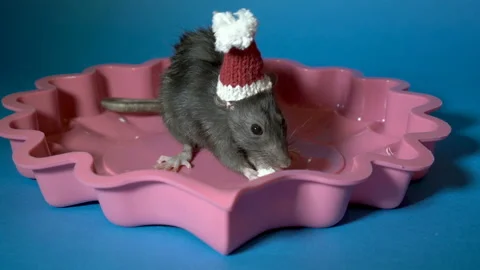 A small black rat in a Santa hat sits in a pink plate and eats a piece of cheese Video stock 123382193