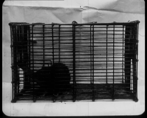 A small black rat trapped in a wired cage, looking around, Rat Menace, 1925 Stock Footage 131081323