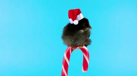 Small black rooster, Santa helper, sitting on the candy cane Vídeos de archivo 68833307
