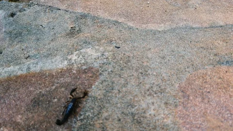 Small black Scorpion moving over rocks. Paraguay Animal 4K Stock Footage. Stock Footage 116805235