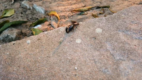 Small black Scorpion moving over rocks. Paraguay Animal 4K Stock Footage. Stock Footage 116805354