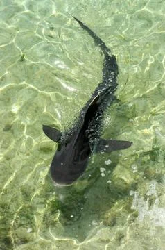 Small black Shark Stock Photos