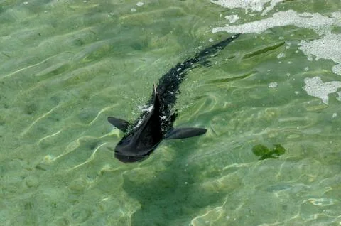 Small black Shark Stock Photos