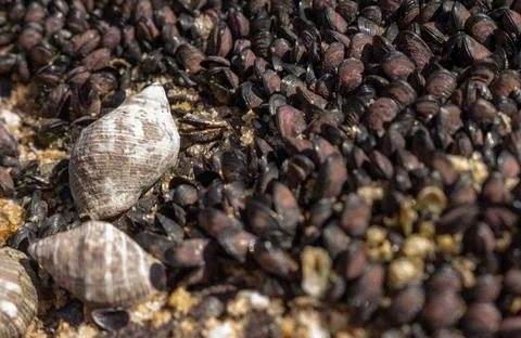 Small black shells embedded in the rock. Stock Photos