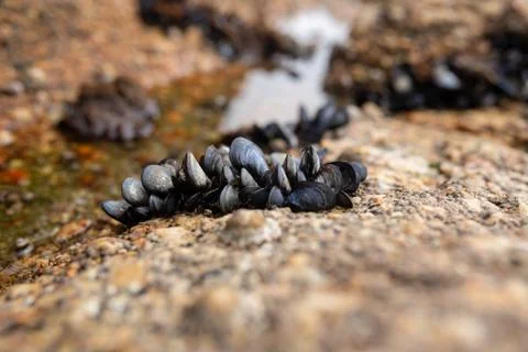 Small black shells on a wet stone Stock Photos
